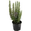 MODIPITRE Pianta di Rosmarino Viva, Verde con Fiori, Vaso 14 cm, Confezione da 6 Piante