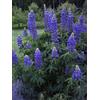 SVI Blu del lupinoLupinus perennis 50 Semi