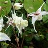 Generic 6 fiori di elfo - Epimedium grandiflorum - Vaso 9 x 9 cm - Pianta da ombra con fioritura lilla