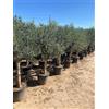 Sunny Tree Olive '25 anni' 160 cm, qualità A+, resistente all'inverno, Olea Lechin Winterhart -18