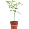 eGarden.store Pianta di Peperoncino Piccante Capiscum diverse varietà pianta ornamentale da esterno peperoncino commestibile da tavola pianta vera venduta da eGarden.store (Trinidad Scorpion Red)