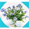 POWERS TO FLOWERS - PLUMBAGO XL, 2 PIANTE, vaso 20 cm diametro, piante vere