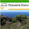 SAFLAX - Albero del drago - 5 semi - Con substrato - Dracaena Draco