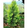 Generic 30 Semi di Cipresso di Monterey, Cedro Limone (Cupressus Macrocarpa)