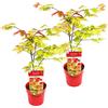 Bloomique - Set di 2 - Acer Shirasawanum Moonrise - Acero Giapponese - Pianta da Giardino - Resistente al Freddo - Alte 50-70 cm - Vaso 19 cm