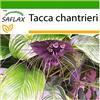 SAFLAX - Pianta pipistrello - 10 semi - Con substrato - Tacca chantrieri