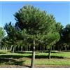Vivaio di Castelletto Pino da pinoli domestico Pinus pinea pianta in vaso ø9 cm h. 30/50 cm Vivaio di Castelletto
