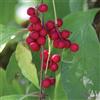 le Georgiche Vivai le Georgiche - Pianta vera di Schisandra chinensis Limoncello cinese, Bacca dei 5 sapori - vaso Ø 15 cm - altezza alla vendita 80-100 cm