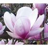 Generic Semi di albero di tulipano di Magnolia Soulangeana