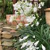 Generic Semi di Agapanthus, semi di estivi decorazione da giardino per esterni selvatici giardino di semi di serre da balcone 10pcs