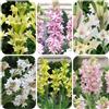 Generic 200 pz semi di tuberosa, resistenti, da giardino esterno to d'appartamento