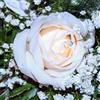 le Georgiche Vivai le Georgiche - Pianta vera di Rosa - Bianco Sfumato Rosa - vaso Ø 18 cm