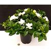 POWERS TO FLOWERS GARDENIA MULTIFLORA 'XL, vaso 19cm, pianta vera