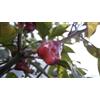 Generic 10+ grani di Cheiro Roxa pepe Capsicum chinense