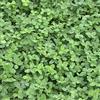 Freudenberger Trifoglio Bianco (Trifolium Repens) 10 kg Kriechklee Singolo Semi Concime Verde Pascolo