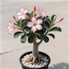 OPVDJD Rosa del deserto in Vasca:Colore Vivido/Decorazione per Casa e Giardino/Resistente e Facile da Curare-E-1 Rhizome