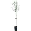 Vivaio Garden Forest, Olivo Favolosa FS-17 - Cultivar precoce e produttiva, Adatta ad alta densità e impianti tradizionali, Accumulo olio anticipato e resa +2-3%, Buona tolleranza a Xylella