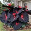 XCMBNHY Rizomi dell'orecchio dell'elefante, rizomi del giardino, rizomi ornamentali perfetti, rizomi di alta qualità, rizomi taro resistenti all'inverno, 3zwibeln-I