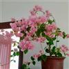 Generic Semi di bouganville, decorazione floreale da balcone serre da balcone esotiche per luoghi soleggiati vecchie varietà da esterno resistenti giardino di 10pcs