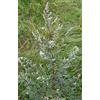 Generic 1.000 semi - Artemisia vulgaris (Artemisia/Common Wormwood) - W/Tracking