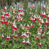 Generic Semi di salvia, da balcone Salvia greggii, esotiche semi di farfalle giardino all'esterno resistenti per il giardino 450pcs