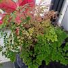 Generic semi di felce resistenti per il giardino, rare di felce per balcone prodotti sostenibili resistenti in verdi regali gli amanti del giardino all'esterno 25pcs