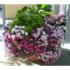 Generic Pétunia Nana Compacta - Pétunie mise nane - 50+ semi
