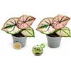 POWERS TO FLOWERS - CALADIUM ROSA MICRO IDEALE PER TERRARIUM, 2 PIANTE, VASO 5,5CM DIAMETRO, pianta vera