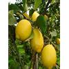 eGarden.store pianta di Limone 4 stagioni o Lunario albero di limone rifiorente in vaso Età 2 anni pianta vera di limone venduta da eGarden.store