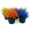 POWERS TO FLOWERS - CALOCEPHALUS COLOR LIFE POKER 4 PIANTE VASO 12CM, piante vere