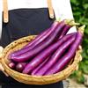 Generic melanzane biologiche decorazioni da giardino per esterni semi di melanzana semi di sostenibili Coltivazione rampicanti resistenti per giardini rocciosi 1000semi