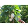 Generic 30 metà Solanum torvum (Albero melanzane pomodoro)
