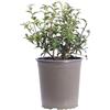 eGarden.store Pianta vera di Osmanthus X Burkwoodii o Osmanto diverse gransdezze cespuglio ornamentaleda esterno per giardino e terrazzo venduto da eGarden.store (Vaso 18 cm)