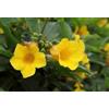 Generic Rare raines Allamanda Arbustive (Alla manda Schottii) G964 BUSH ALLAMANDA SEEDS Seeds ONLY