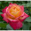 AMDGarden Rosa Oriental Peace ® Meilland Giallo/Rosa Cespuglio in Vaso 18 cm Rifiorrente per Esterni