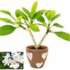 POWERS TO FLOWERS - PLUMERIA FRANGIPANI BIANCA, IN VASO CERAMICA CUORI, altezza 45/50cm, vaso 18, pianta vera