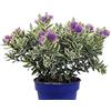Generico Pianta di Hebe X Andersonii Variegata pianta da esterno pianta da giardino pianta a foglia variegata ornamentale pianta vera aterre di Romagna MADE IN ITALY vaso