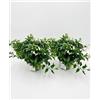 MODIPITRE 2 Piante di Solanum Jasminoides gelsomino di notte su vaso cm 14 MODIPITRE