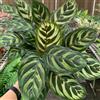 Generic Semi di calathea, maranta, decorazione stanza di Calathea - decorative biologici, 500pcs