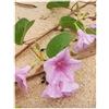 Seeds & Plants Shop by Ipsa Pezzi - 10x Ipomoea Pes Caprae Strandwinde Giardino Piante - Seme B1143 - Seeds & Plants Shop by Ipsa