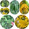Generic semi di bergamotto, ufficio, Limone Mano Buddha da giardino balcone esotici vecchie varietà, resistenti 120pcs