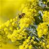 Vivaio di Castelletto Mimosa Acacia dealbata pianta in vaso 4 litri con canna h. oltre 2 metri Vivaio di Castelletto