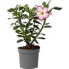 Plant in a Box - Adenium Obesum - Rosa del deserto bianca - Fiori bellissimi e foglie verdi fresche - Vaso 13cm - Altezza 30-40cm