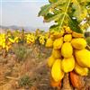 Generic semi di papaya - resistenti in vaso giardino 25pcs