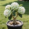 OPVDJD Rosa del deserto in Vasca:Colore Vivido/Decorazione per Casa e Giardino/per Ogni Spazio/Resistente e Facile da Curare-F-3 Rhizome