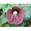 Vivaio Garden Forest Aristolochia gigantea - Rampicante Tropicale Sempreverde H 100 cm, in Vaso - Fiori Giganti Porpora a Forma di Pipa, Ideale per Climi Miti o Serra