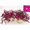 POWERS TO FLOWERS - DELOSPERMA FUCSIA, SANGRE DE TORO, MESEMBRIANTEMO RIFIORENTE, 2 PIANTE IN VASO 14 cm DIAMETRO, piante vere