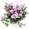 POWERS TO FLOWERS - CAMPANULA ROSA A FIORE SEMPLICE, VASO 12CM DIAMETRO, pianta vera