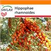 SAFLAX - Garden in the Bag - Olivello spinoso - 40 semi - Hippophae rhamnoides