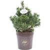 Vannucci Piante - Pinus mugo 'Gnom', Pino nano, Pianta vera in vaso, Pianta da terrazzo (cod. 22)